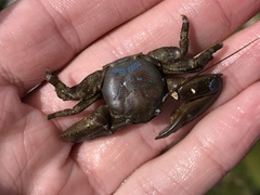 Petrolisthes cinctipes