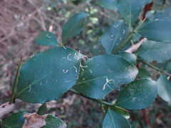 Gymnosporia nemorosa