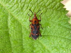 Rhodobaenus pantherinus image