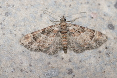 Gymnoscelis rufifasciata