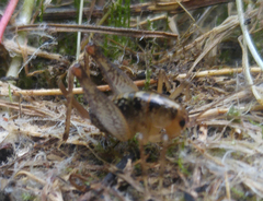 Ceuthophilus maculatus