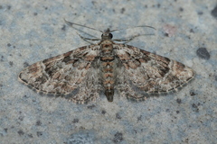 Gymnoscelis rufifasciata