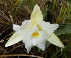 Sobralia macrophylla image