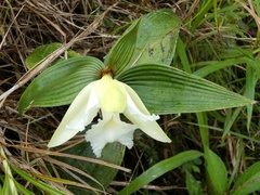 Sobralia macrophylla