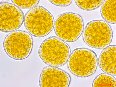 Triphragmium ulmariae