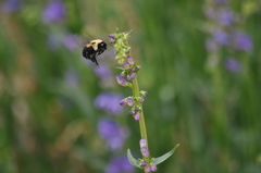 Bombus nevadensis