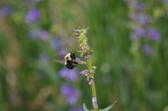 Bombus nevadensis