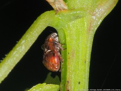 Clastoptera octonotata