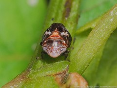 Clastoptera octonotata