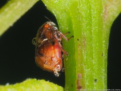 Clastoptera octonotata