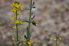 Bombus nevadensis