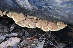 Oxychaete cervinogilva