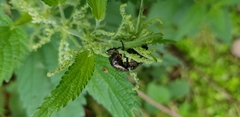 Oxythyrea funesta
