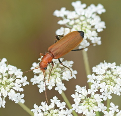 Nacerdes melanura