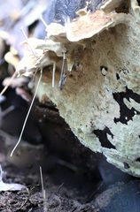 Oxychaete cervinogilva