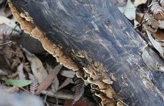 Oxychaete cervinogilva