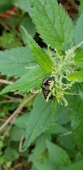 Oxythyrea funesta