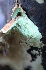 Oxychaete cervinogilva