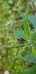 Oxythyrea funesta