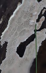 Oxychaete cervinogilva