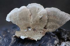 Oxychaete cervinogilva