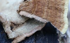 Oxychaete cervinogilva