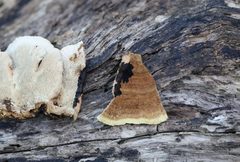 Oxychaete cervinogilva