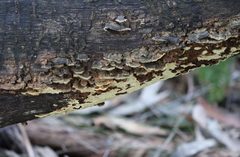 Oxychaete cervinogilva