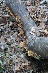 Oxychaete cervinogilva