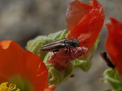 Agrilus felix