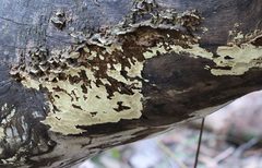 Oxychaete cervinogilva