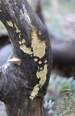 Oxychaete cervinogilva