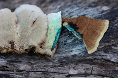 Oxychaete cervinogilva