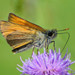 Small Skipper - Photo (c) Frank Sengpiel, some rights reserved (CC BY), uploaded by Frank Sengpiel