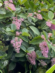 Medinilla cummingii