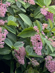 Medinilla cummingii