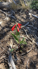 Penstemon eatonii
