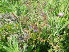 Anchusa azurea
