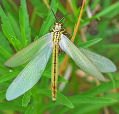 Myrmecaelurus trigrammus