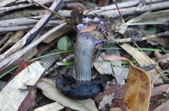 Cortinarius kioloensis