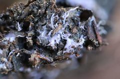 Cortinarius kioloensis