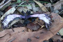 Cortinarius kioloensis
