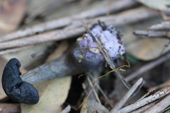 Cortinarius kioloensis
