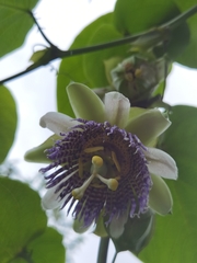 Passiflora ligularis image