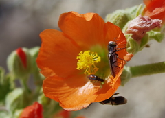 Agrilus felix