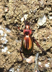 Carabus auronitens punctatoauratus
