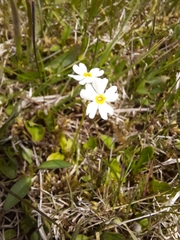 Primula mistassinica