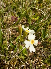 Primula mistassinica