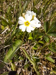 Primula mistassinica