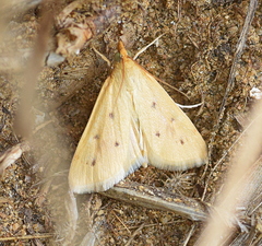 Achyra nudalis